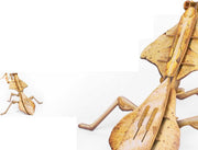mytooy Insektenmodell für Kinder Mein Shop
