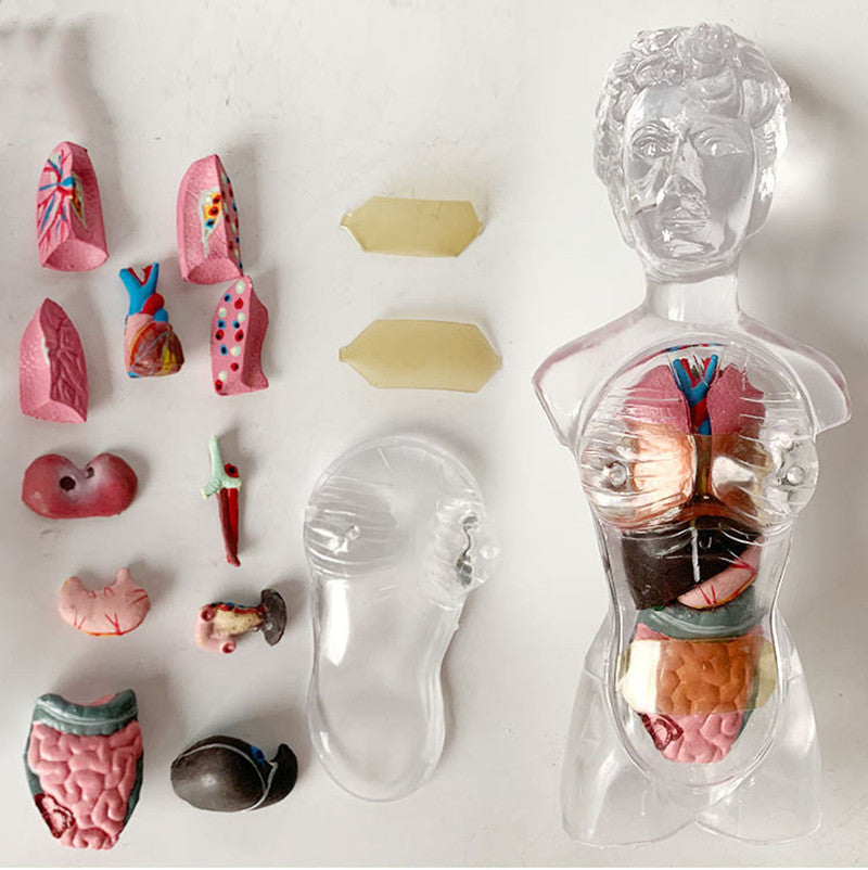 Menschliche Organ Montage Spielzeug sind Transparent Ganzen